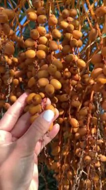 Endülüs, İspanya 'da Costa del Sol' da bir palmiye ağacında sallanan olgun hurma ağaçları. Bir kadının eli nazikçe altın meyvelere dokunur, tropikal hissi arttırır..