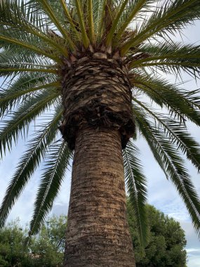 Bereketli yeşil palmiye ağaçları rüzgarda hafifçe sallanır Costa del Sol, Endülüs, İspanya 'da bulutlu bir gökyüzüne karşı. Huzurlu ve rahatlatıcı bir atmosferi olan tropikal bir manzara..