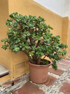 Marbella, Endülüs, İspanya 'da sarı ve beyaz bir sıva duvarına karşı bir terasotta demliğinde bulunan büyük bir yeşim taşı bitkisi (Crassula ovata). Lezzetli olan Akdeniz ikliminde gelişir..