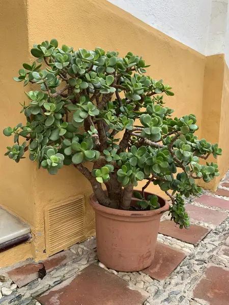 Marbella, Endülüs, İspanya 'da sarı ve beyaz bir sıva duvarına karşı bir terasotta demliğinde bulunan büyük bir yeşim taşı bitkisi (Crassula ovata). Lezzetli olan Akdeniz ikliminde gelişir..