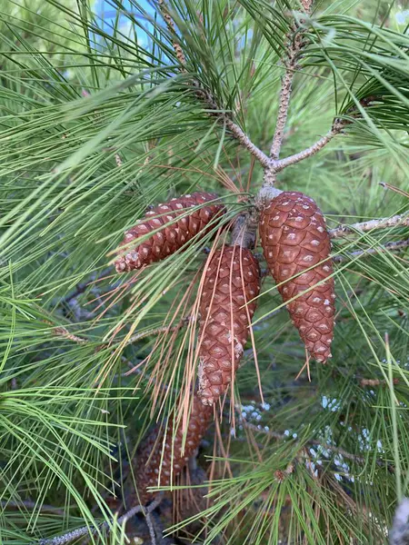 İspanya 'da yemyeşil bir çam ağacı dalına yakın plan bir çam kozalağı. Akdeniz bitkisinin güzelliğini yansıtan doğal ve organik bir sahne..