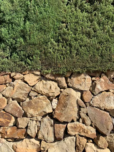 Üzerinde yoğun yeşil çalı olan taştan bir duvar. Marbella, Endülüs, İspanya 'da yakalanan bu sahne doğal dokuları ve kontrastı vurguluyor