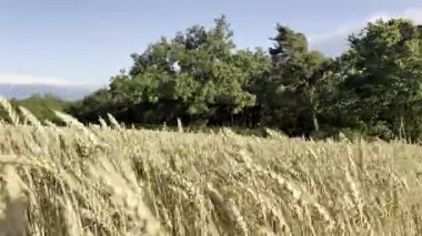 Altından bir buğday tarlası yaz rüzgarında yavaşça sallanıyor, arka planda yemyeşil bir orman var. Açık mavi bir gökyüzü altında Almanya 'nın kırsal kesimlerinde yakalandılar. Hasat, doğa, tarım ve kırsal huzur temaları için mükemmel..