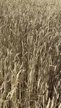 Altın buğdayın dikey format videosu yaz rüzgarında hafifçe sallanıyor. Mobil içerik, sosyal medya ya da geçmiş kullanımı için mükemmel. Sahne, olgunlaşmış tahılın dokusunu ve hareketini yakalar..