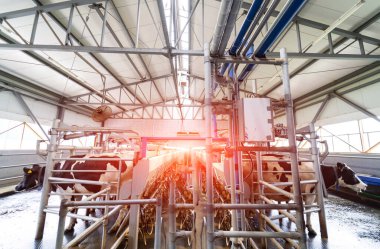 Süt tarımı endüstriyel teknolojileri. İnek sütü üretim fabrikası.