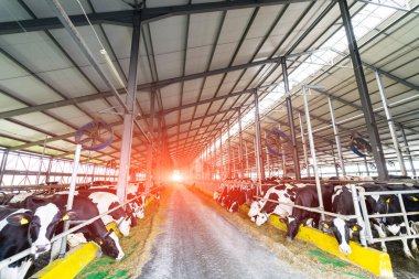 Kapalı hangar inek çiftliği. Çiftlik sütü çiftliği endüstrisi.
