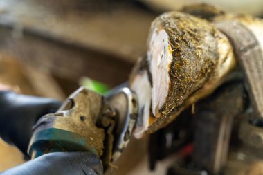 İnek toynaklarını temizliyorum. Süt yetiştiriciliği endüstrisi.