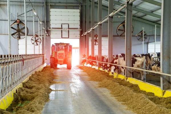 Farming machinery in hangar. Agriculture tractor in a milk farm.