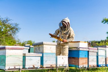 Bal arısı çerçevesi tutan profesyonel arı yetiştiricisi. Arı kovanında ahşap çerçeveli arıcı adam..