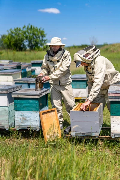 Biologische Honingteelt Bijenhouders Die Werkzaam Zijn Bijenhouderij — Stockfoto