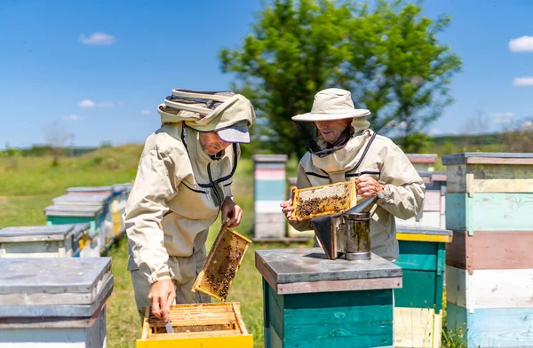 アピアの蜂蜜栽培の男 木製の夏の食欲をそそるハニカム — ストック写真