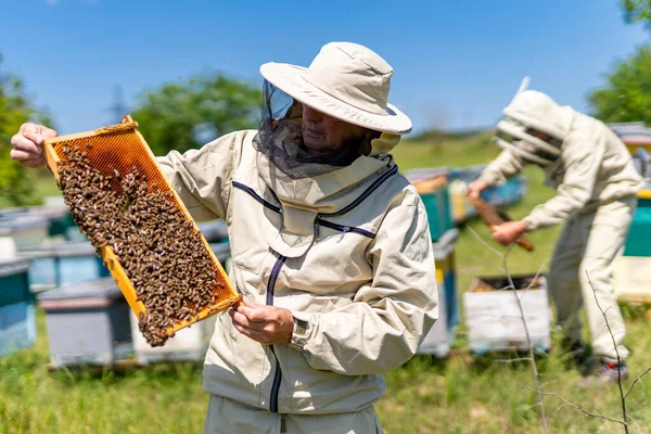 Nyári Méhészeti Lépek Méhész Ember Méhészetben — Stock Fotó