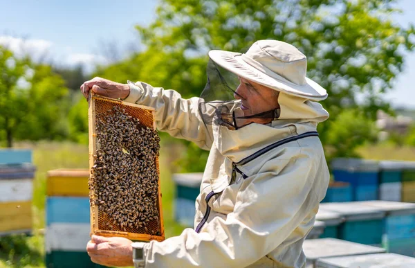 Όμορφος Μελισσοκόμος Που Κρατάει Κηρήθρα Γεμάτη Μέλισσες Μελισσοκόμος Ξύλινο Σκελετό — Φωτογραφία Αρχείου
