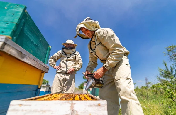 夏の蜂蜜の農業分野 保護養蜂のスーツを着た男が働いてる — ストック写真