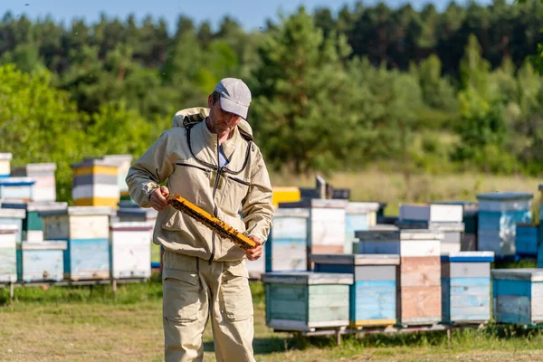 Landbouw Bijenhouderij Knappe Imker Met Houten Frame — Stockfoto