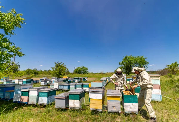 Man Beschermende Bijenhouderspak Aan Het Werk Een Bijenstal Zomerhoningveld — Stockfoto