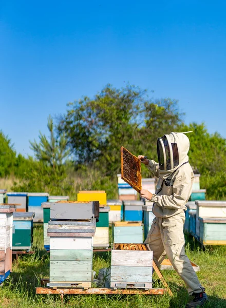 Imker Werkt Bijenstal Natuurhoningteelt Honingraten — Stockfoto