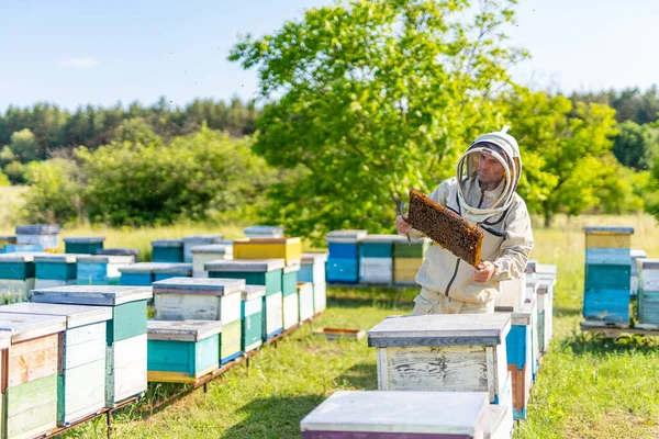 Bijenhouder Met Houten Frame Bijenstal Professionele Imker Met Honingbijenframe — Stockfoto