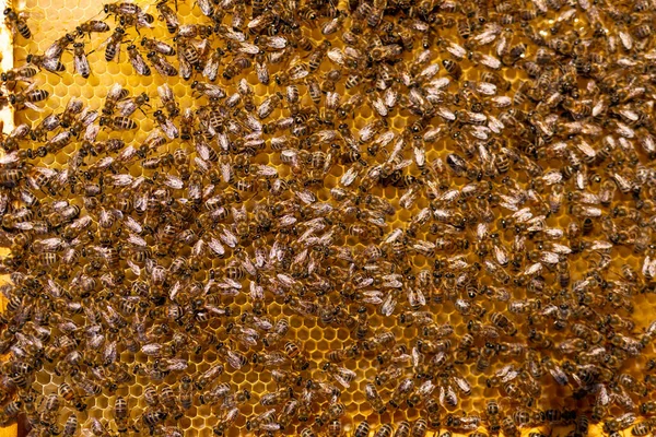 Бджола Золотий Візерунок Меду Фон Макро Фотографій Комах — стокове фото