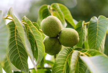 Yeşil yapraklı taze fındık. Organik fıstıklardan oluşan bahçe dalı.