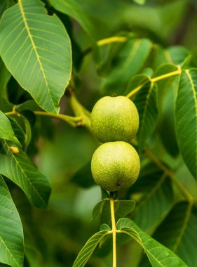 Organik taze çiftçilik. Ağaçta yeşil yaz cevizleri dalları.