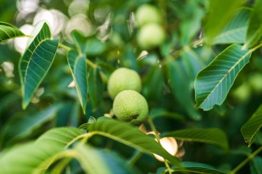 Taze organik fındık yetiştiriciliği. Ağaçta yetişen yeşil fındıklar.