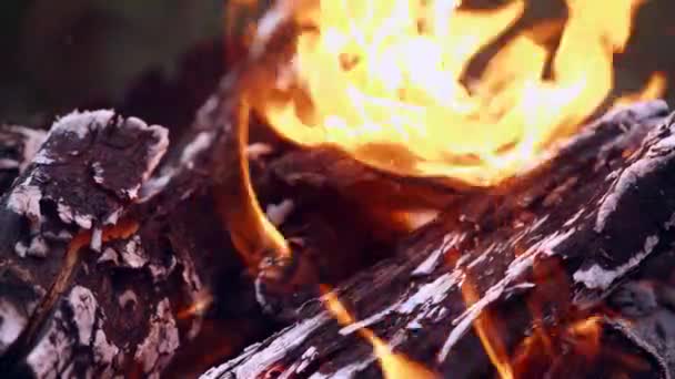Argent Brûlé Dans Feu Vue Rapprochée Des Billets Banque Brûlants — Video