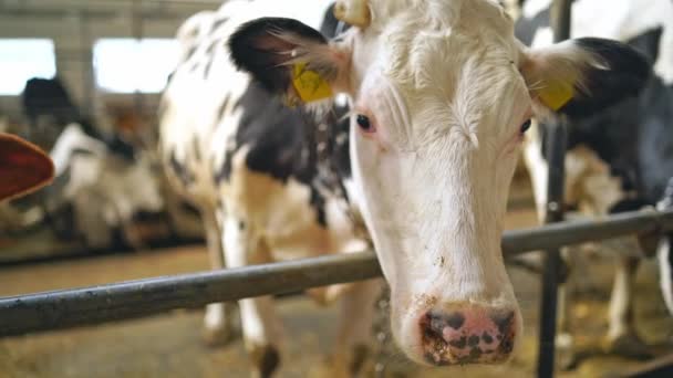 Mléčné Krávy Stáji Dobytkem Zdarma Chov Krav Stáji Pro Volný — Stock video