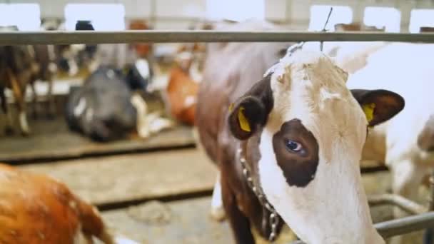 Milchkuh Auf Dem Milchviehbetrieb Kuhstall Mit Vielen Bunten Kühen — Stockvideo