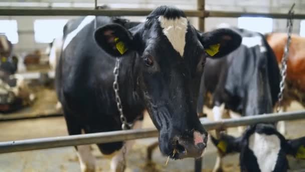 Vacas Leiteiras Quinta Fazenda Vaqueiro Com Vacas Leiteiras — Vídeo de Stock