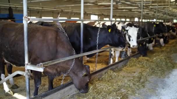 Cows Feeding Process Herd Cows Eating Hay Cowshed Dairy Farm — Vídeos de Stock