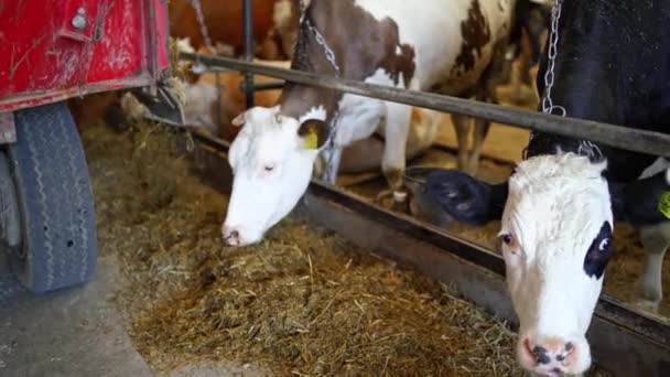 Vaca Granja Lechera Comiendo Heno Vista Cerca Alimentación Las Vacas — Vídeos de Stock