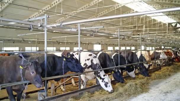 Koeien Voeren Een Melkveebedrijf Melkkoeien Die Zich Voeden Industriële Landbouwbedrijven — Stockvideo