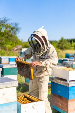 Arı kovanında çalışan koruyucu kıyafetli bir arı yetiştiricisi. Arı çiftçisi bal petekleriyle çalışıyor.