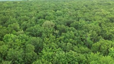 Audi e tron electric automobile