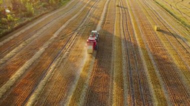 Tractor collects dry hay. Transportation of bales of hay with tractor