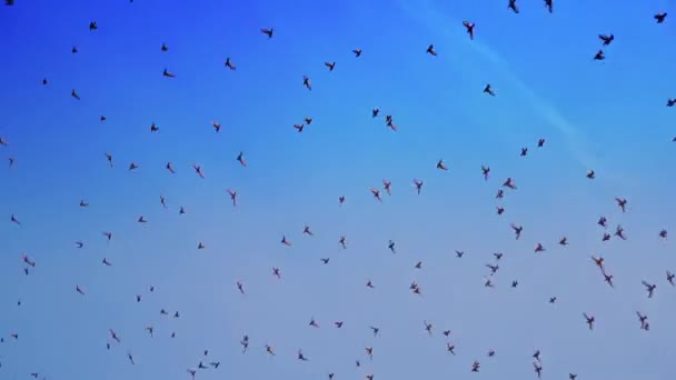 Oiseaux Survolant Ciel Bleu Céleste Groupe Pigeons Volant Sous Ciel — Video