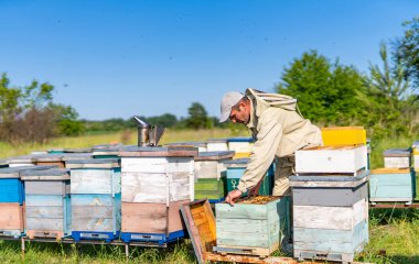 Apiary Beekeeper bal petekleriyle çalışıyor. Çiftçilik bal uzmanı..