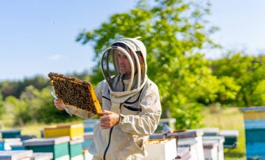 Beekeeping specialist working with honey farming. Honeybee summer farming.
