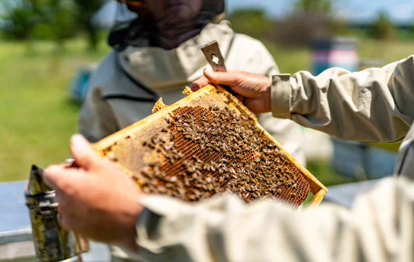stock image Honeybee wooden frame holding in hands. Summer farming worker harvesting honey.