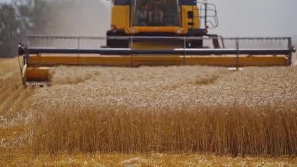 Комбайн Різання Пшениці Збирання Пшениці Під Час Роботи Польових Умовах — стокове відео