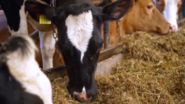 Hangarda bir sürü inek var. Saman yiyen ineklerin olduğu modern çiftlik ahırı.