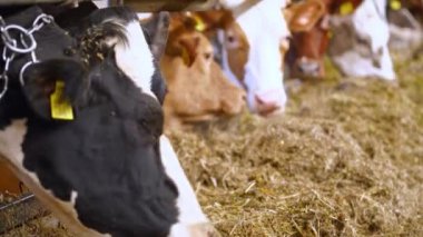 İnekler çiftlikte saman yerler. Beslenmek için kafalarını ahırlardan çıkaran inekler.