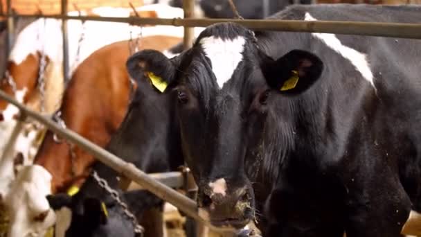 Cow Dairy Farm Modern Farm Cowshed Milking Cows Eating Hay — Stock Video