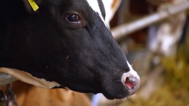 牛仔饲养业 奶牛在奶牛场喂奶的近景 — 图库视频影像