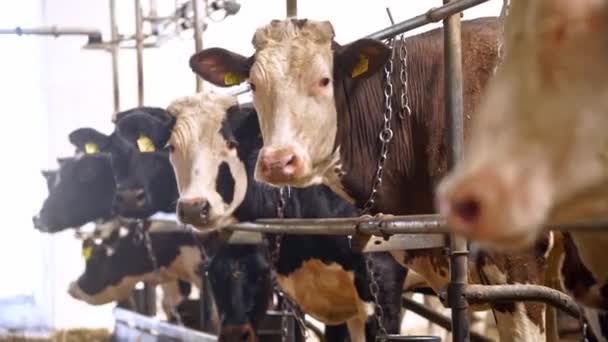 Vacas Galpão Fazenda Vista Perto Das Vacas Estábulo Fazenda Leiteira — Vídeo de Stock