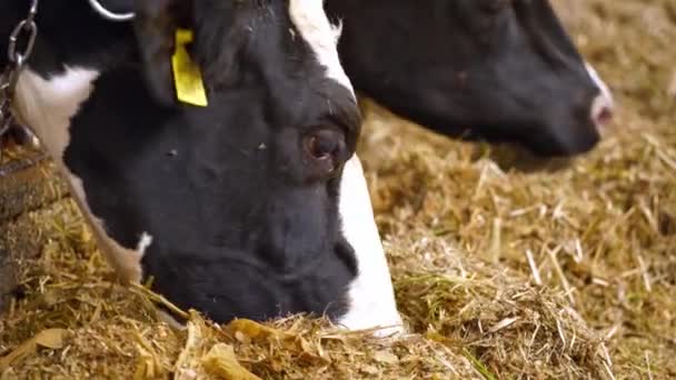 牛乳生産のために飼育されている酪農牛 多くの牛が餌場で干し草を食べる — ストック動画