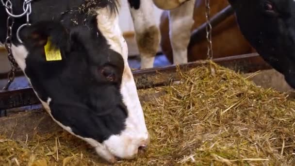 農場での酪農牛の生活 牧場の納屋で干し草を食べる牛を見つけた — ストック動画