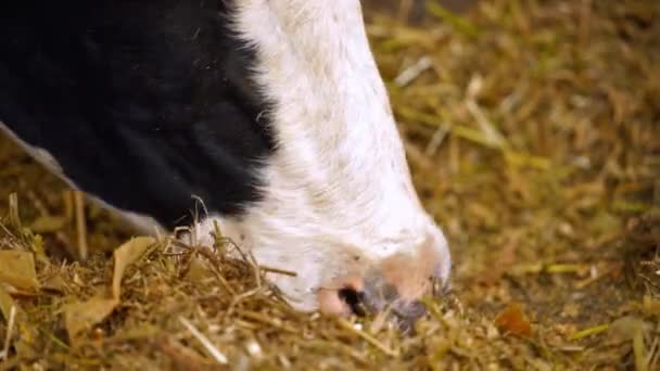 牛用の飼料 牛に干し草を与える有機ミルクファーム — ストック動画