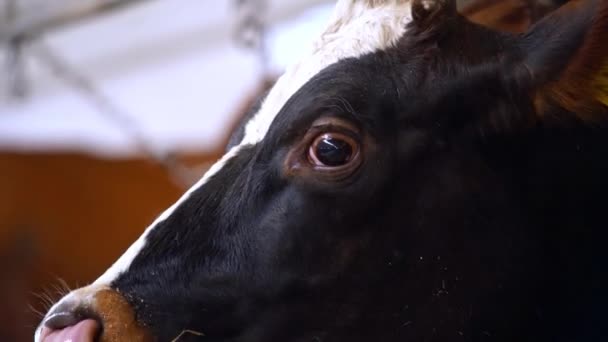 Tejelő Tehén Portréja Tejgazdaságban Mezőgazdaság Gazdálkodás Állattenyésztés — Stock videók